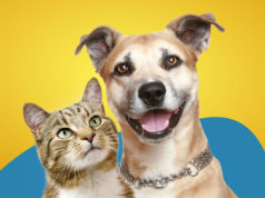 Dicas sustentáveis relacionadas aos animais de estimação