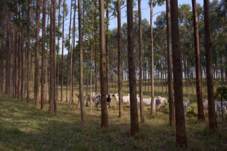 Pesquisa une produção de celulose e “carne baixo carbono”