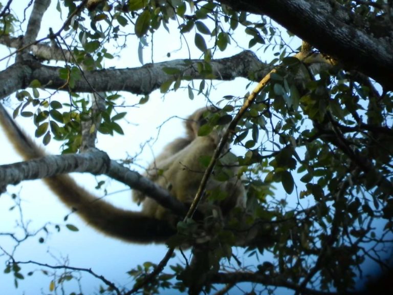Fundação Espaço ECO contribui para restauração do habitat do macaco Muriqui-do-sul no interior de São Paulo 