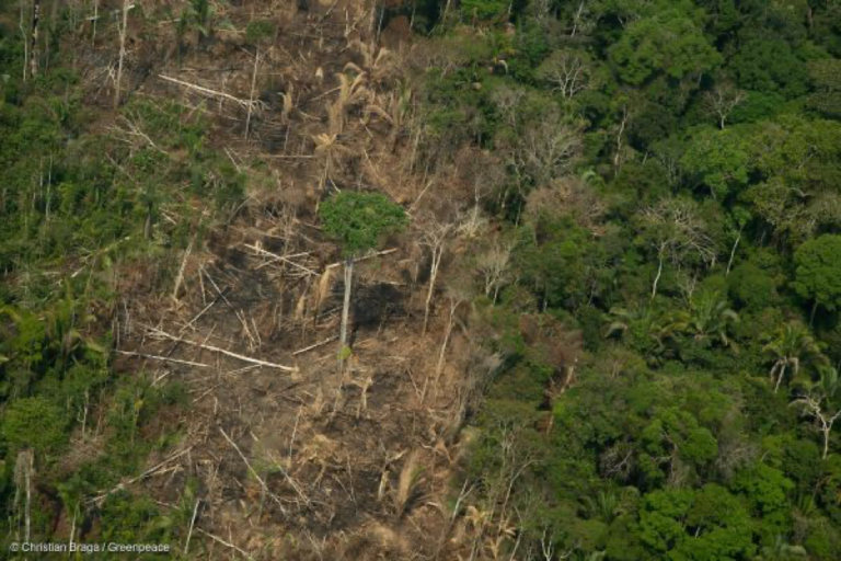 Dados do DETER apontam pior mês de maio da série histórica
