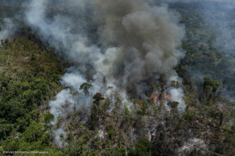 Fotos inéditas expõem o avanço do fogo e destruição na Amazônia