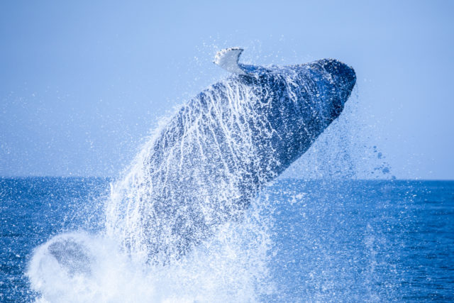 Empresa brasileira de logística participa de movimento pela descarbonização do setor marítimo ao lado de players mundiais