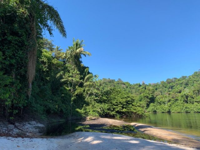 Climatech brasileira lança NFT da Amazônia e lotes esgotam em poucas horas